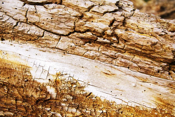 Закрыть старый гнилой ствол дерева — стоковое фото