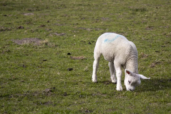 Corderos en un campo en los Chilterns —  Fotos de Stock