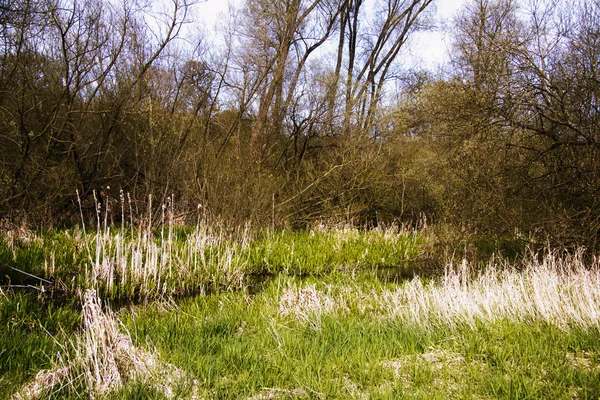 Zien door de bomen op een land-wandeling — Stockfoto