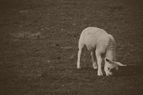 Lambs in a field in the Chilterns — Stock Photo, Image