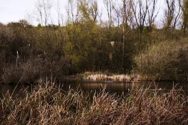 Río Misbourne en los Chilterns, Engalnd —  Fotos de Stock