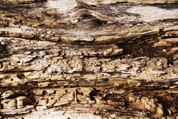Tæt på gamle rådne træstamme - Stock-foto
