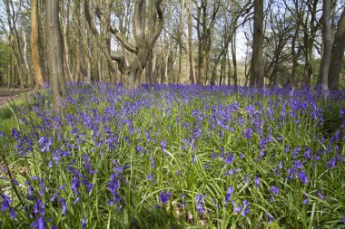 Bluebells bir çayırda, yakın çekim