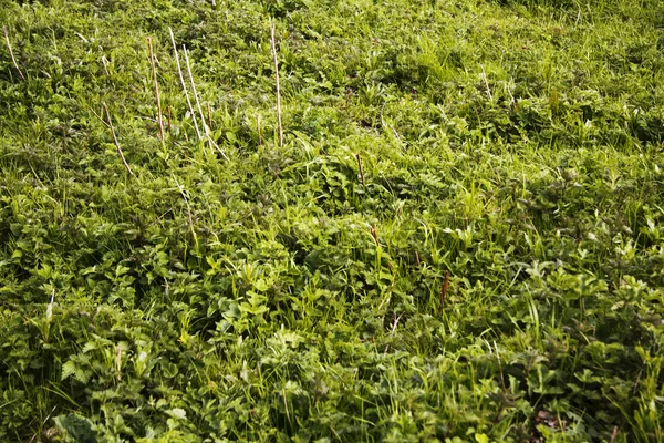 Erba e copertura del terreno in un campo — Foto Stock