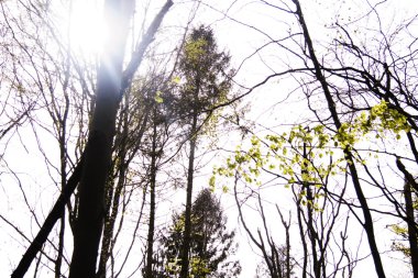 Bir ülke yolda ağaçların arasından görüntülemek