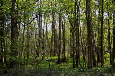 Chilterns bir ormanda ince ağaçlarda