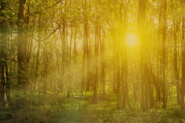 Chilterns güneş güneş bir ormanda ince ağaçlarda