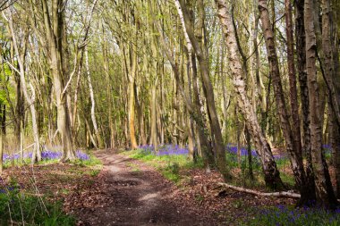 Yol boyunca bluebells ile kırsal yürüyüş