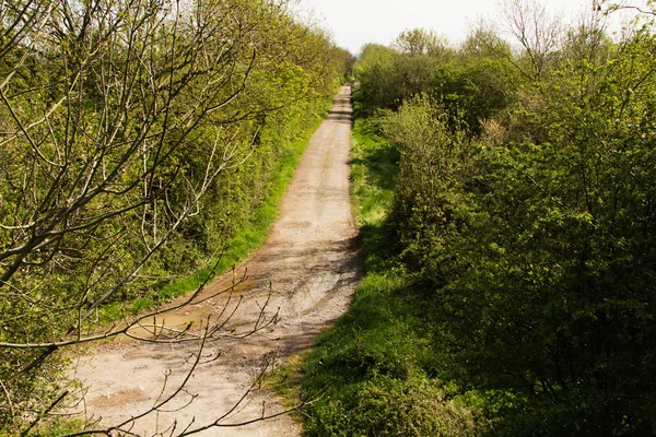Dirt road with trees on either side — Stock Photo, Image