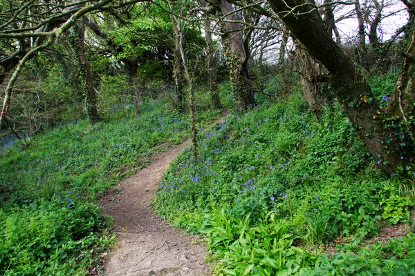 Countryside walk with path winding through trees — Stock Photo, Image