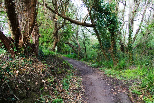 View along a country path in Bude, Cornwall — Stock Photo, Image