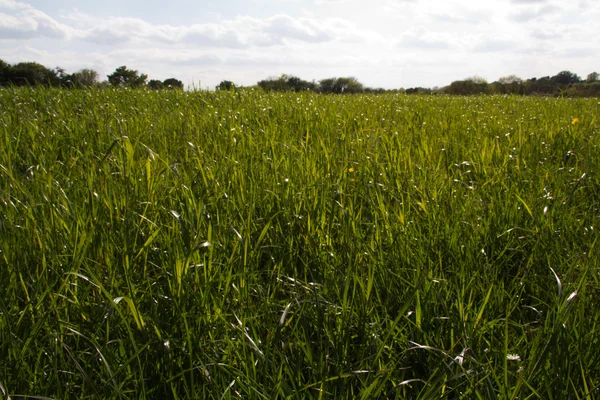 Grass and cloudy sky from low down — Stock Photo, Image