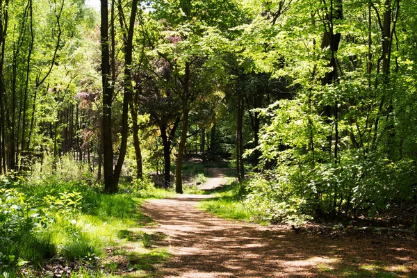 Countryside walk with path winding through trees — Stock Photo, Image
