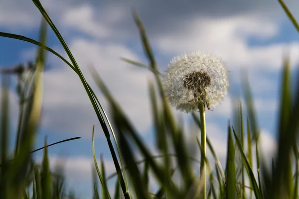 Zbliżenie dandelion w długiej trawy — Zdjęcie stockowe