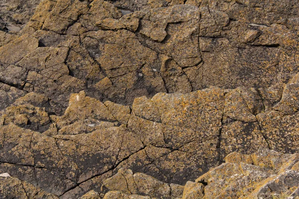 Primo piano di struttura su una roccia — Foto Stock