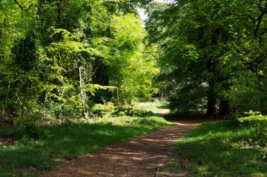 Ağaçların arasından sarma yolu ile kırsal yürüyüş