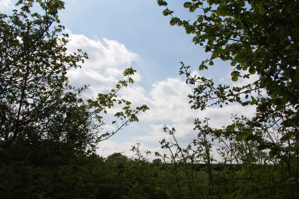 Blick in den Himmel durch Spalt in der Hecke — Stockfoto