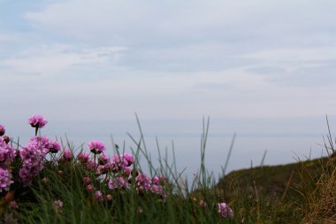 Cornwall kostal yol boyunca çiçek