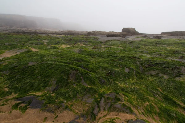 Algen, die bei Ebbe auf den Felsen gestrandet sind — Stockfoto