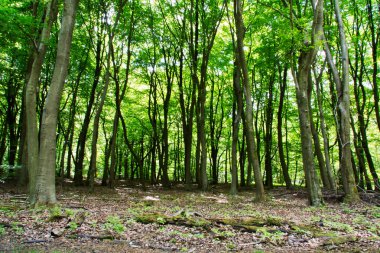 İngilizce bir ormanda ağaçların arasından arıyorsunuz