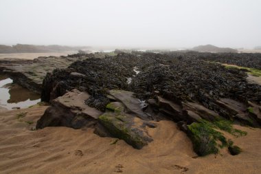 Sahile deniz sis içinde belgili tanımlık geçmiş ile buzlu