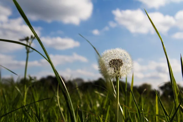 長い草のタンポポのクローズ アップ — ストック写真