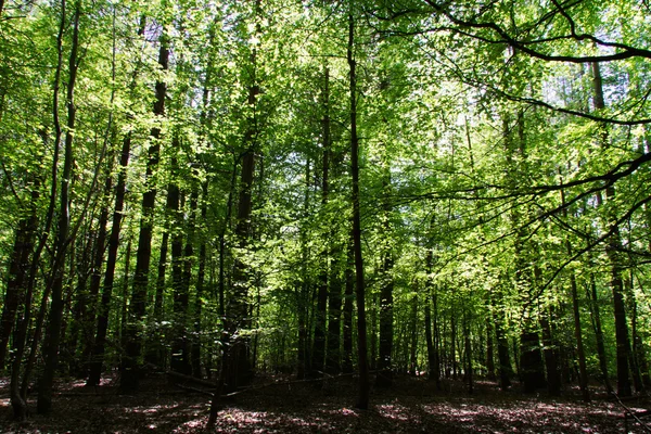 Mirando a través de los árboles en un bosque inglés — Foto de Stock