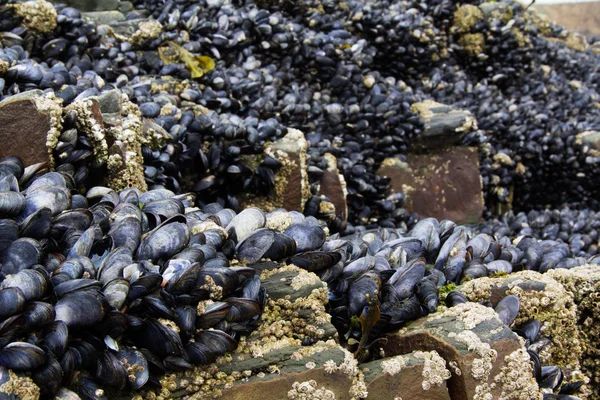 Músculos aferrados a las rocas en la marea baja —  Fotos de Stock