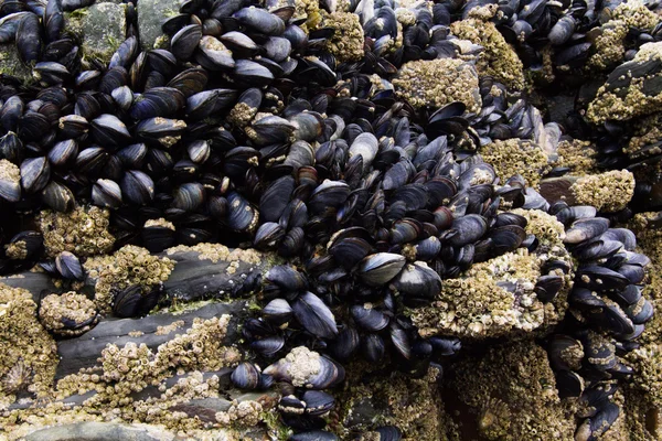 Düşük tide taşlara sıkı kaslar