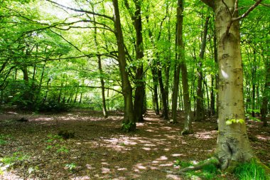 Bir bahar sabahı güzel İngilizce woodland
