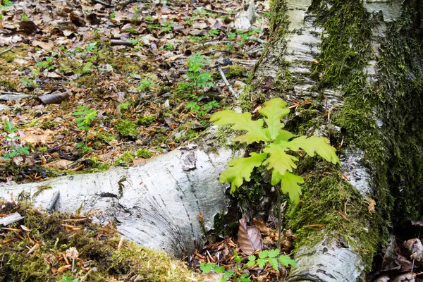 Muschio che cresce su un vecchio ramo d'albero — Foto Stock