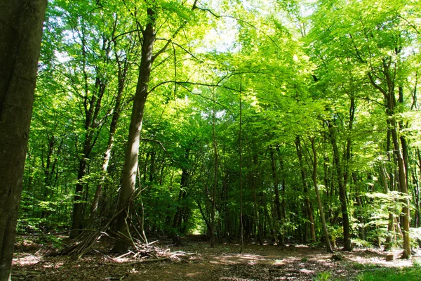 Ağaçların dallarında kamptan bina