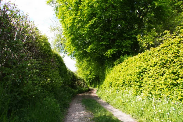 Country path with hedges on either side — Stock Photo, Image