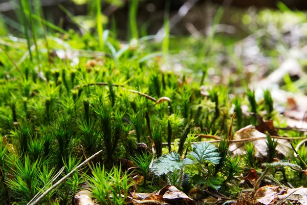 Primo piano di muschio che cresce sul suolo boschivo — Foto Stock