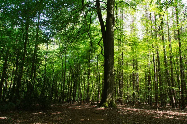 Mirando a través de los árboles en un bosque inglés — Foto de Stock