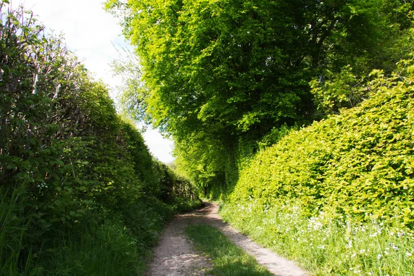 Feldweg mit Hecken auf beiden Seiten — Stockfoto