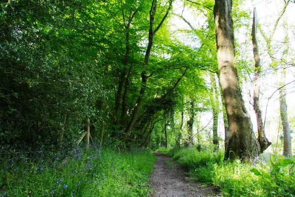 Beautiful English woodland on a spring morning — Stock Photo, Image