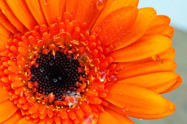 Bir portakal gerbera papatya yakın çekim