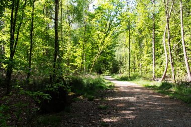Ağaçların arasından sarma yolu ile kırsal yürüyüş