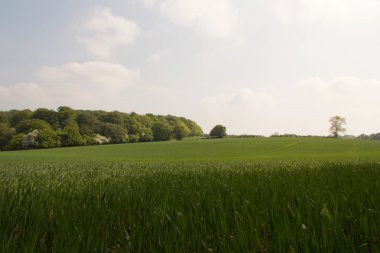 Buckinghamshire, İngiltere'de Chilterns manzara üzerinde göster