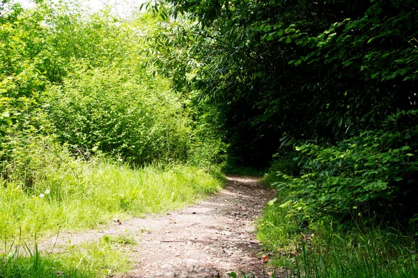Camino a través de los árboles en un bosque inglés — Foto de Stock