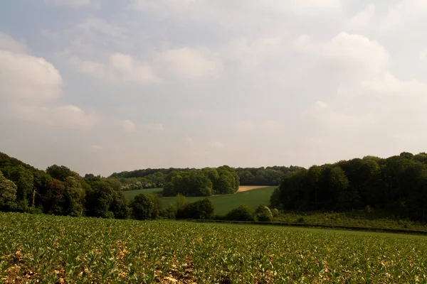 Buckinghamshire, İngiltere'de Chilterns manzara üzerinde göster