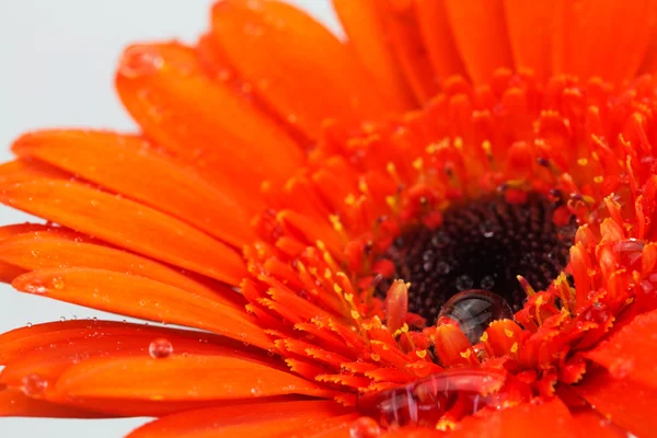 Bir portakal gerbera papatya yakın çekim