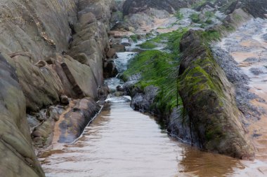 Sol telli buzlu gelgit tarafından deniz yosunu