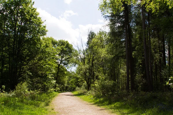 Countryside walk with path winding through trees — Stock Photo, Image