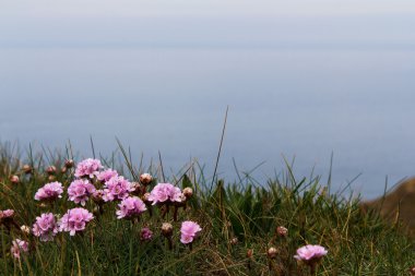 Widemouth Bay ve Bude arasındaki kıyı yolundan görüntülemek