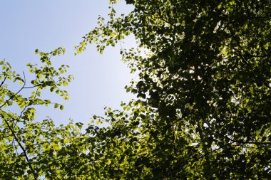 İngilizce bir ormanda ağaçların arasından arıyorsunuz