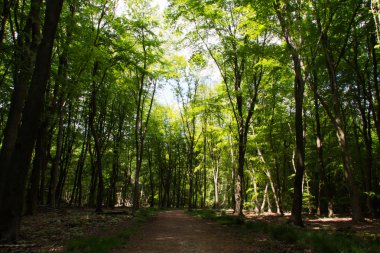 Ağaçların arasından sarma yolu ile kırsal yürüyüş