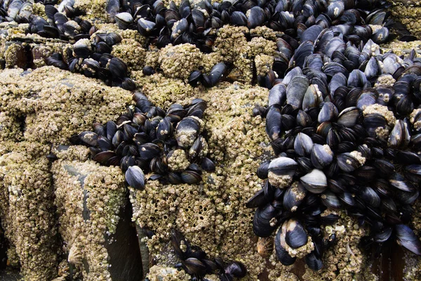 Muskeln, die sich bei Ebbe an die Felsen klammern — Stockfoto