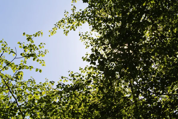 İngilizce bir ormanda ağaçların arasından arıyorsunuz